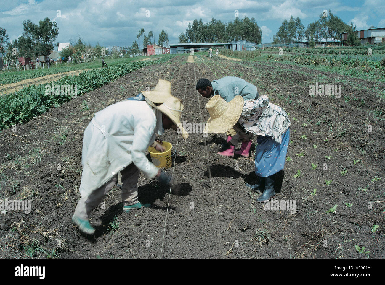 Market gardening at Salam Childrens Village Addis Ababa Ethiopia Stock Photo