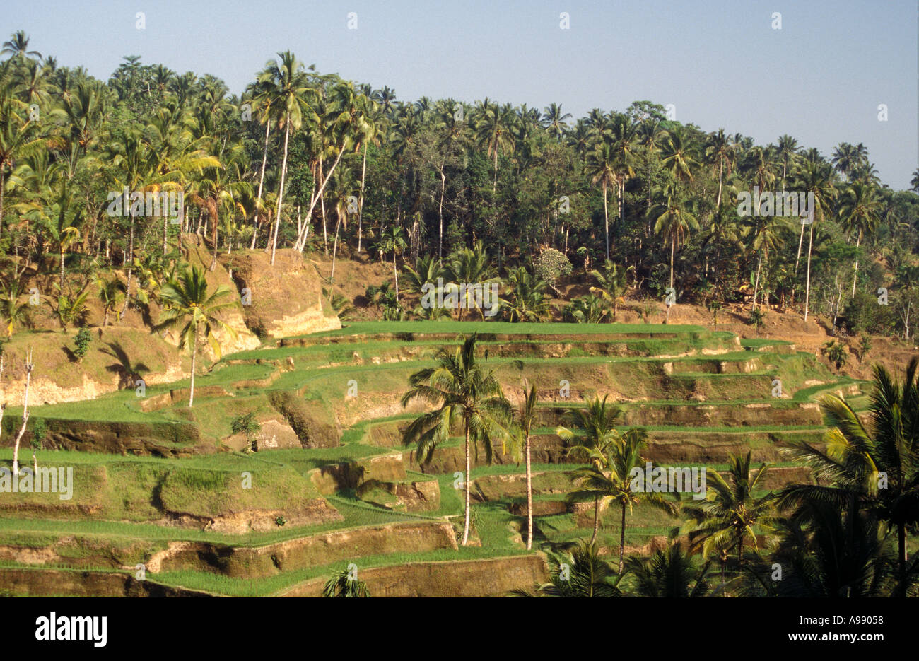 Padi terraces bali hi-res stock photography and images - Alamy