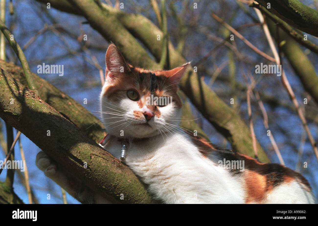 cat in a tree Stock Photo Alamy