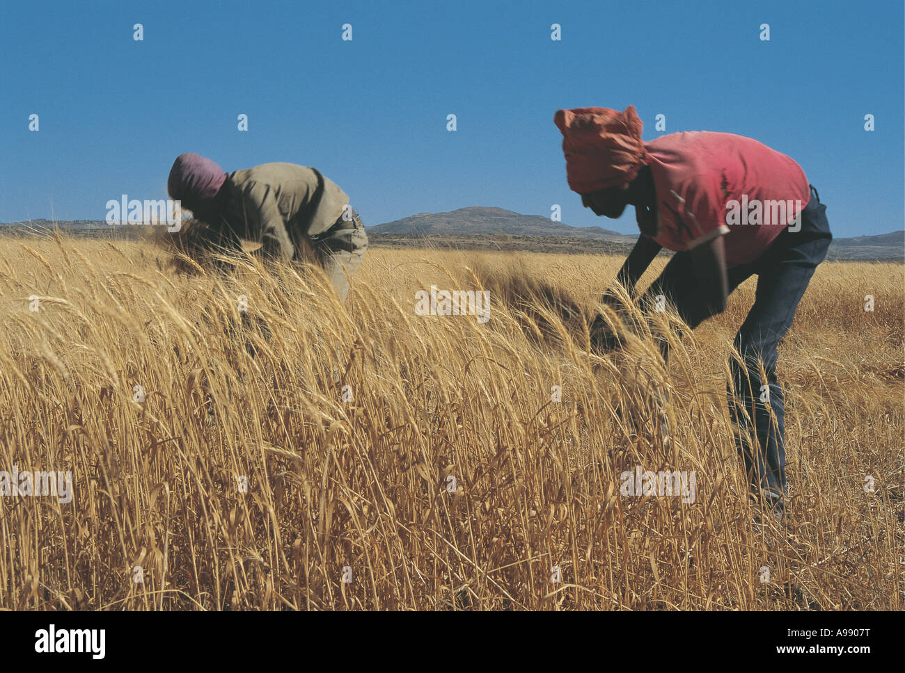 Men harvesting crops of barley whilst singing songs Sodo Ethiopia Stock Photo