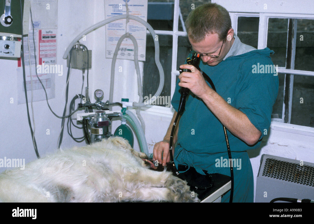Vet using endoscope on dog Stock Photo Alamy