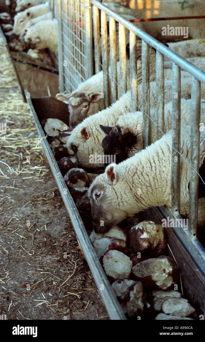 Beet feed for sheep hires stock photography and images Alamy
