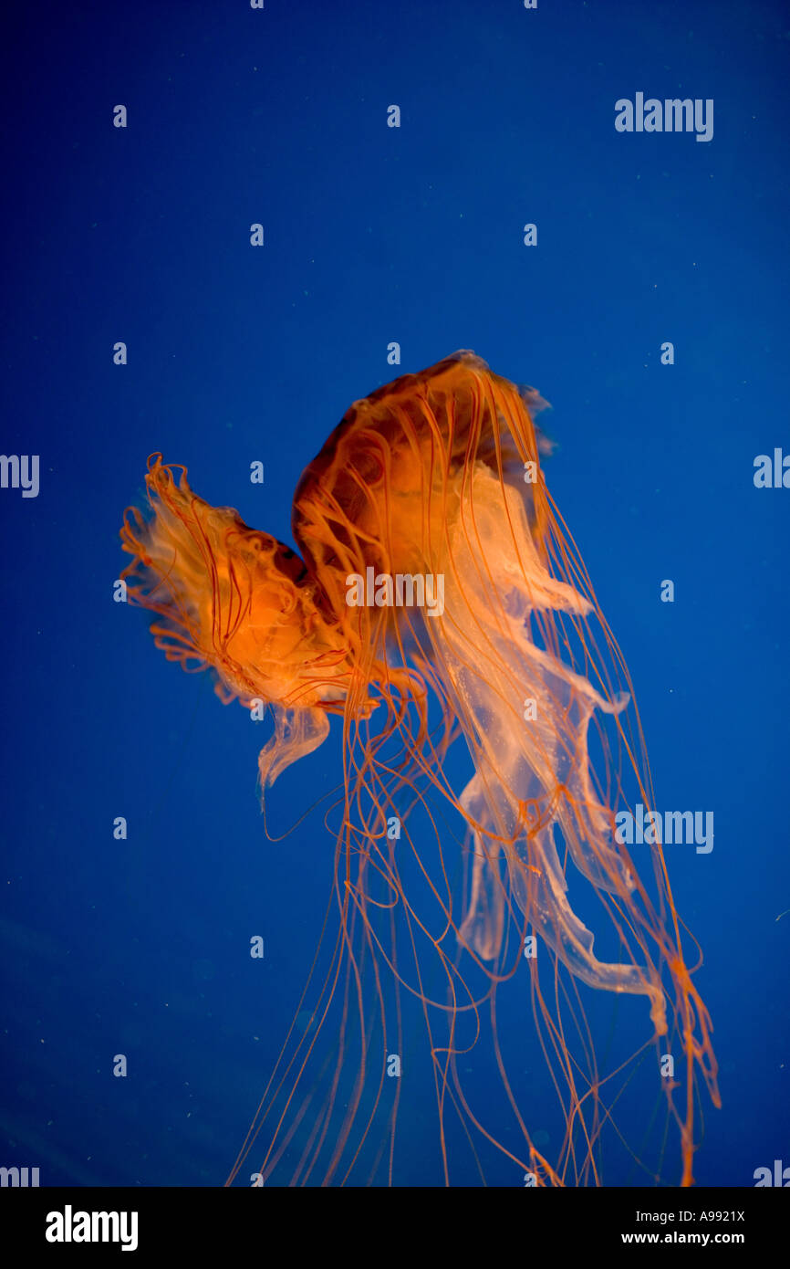 Jellyfish mate mates love kiss hires stock photography and images Alamy