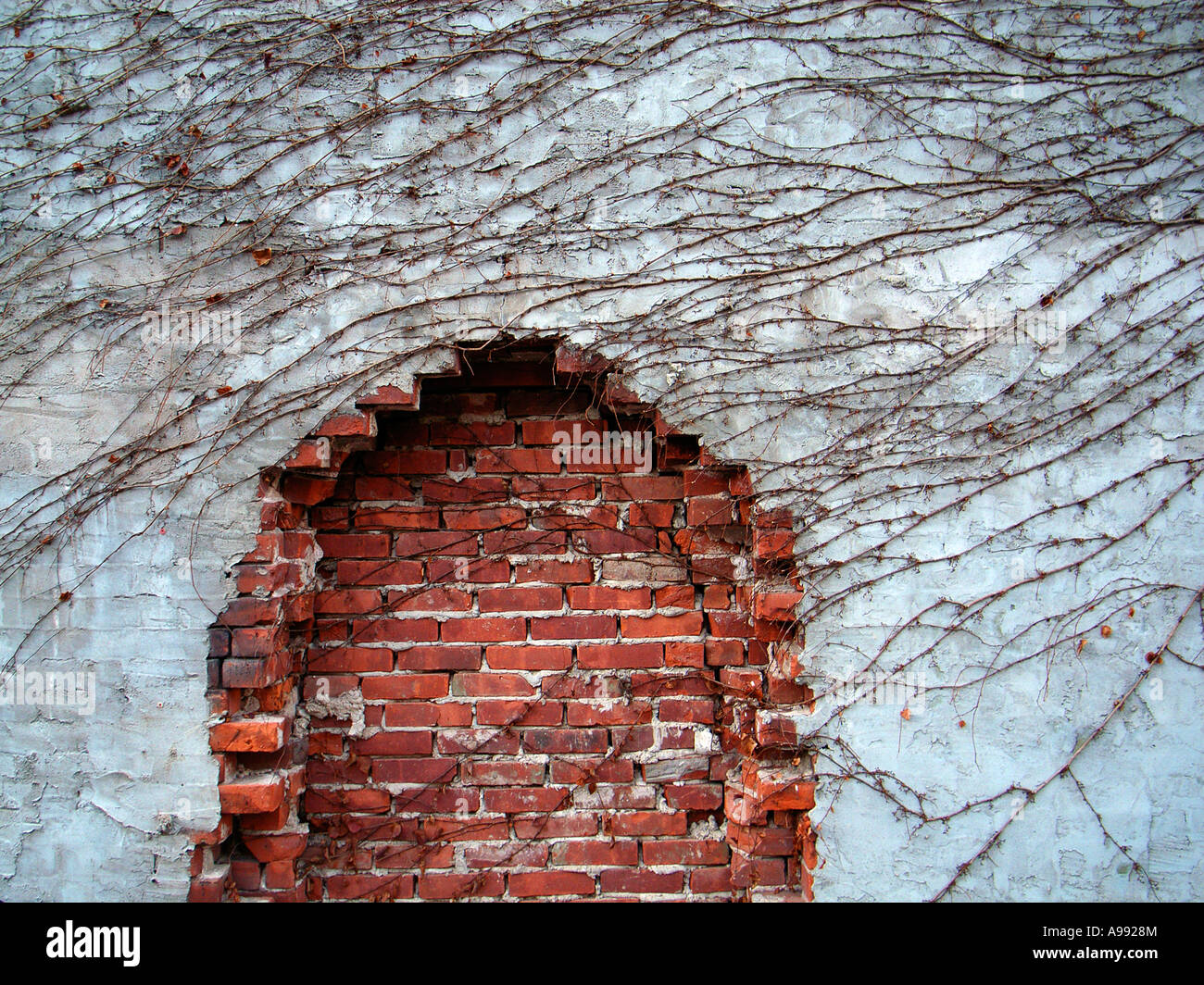 Vines and brickwork on exterior wall forms an abstract urban texture ...