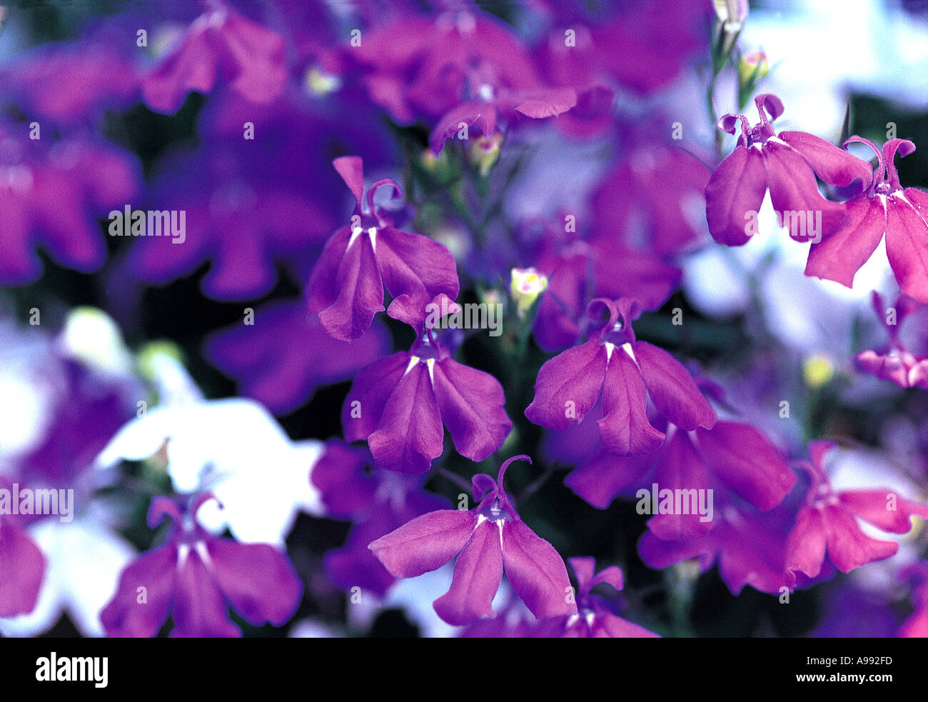 Compact annuals hi-res stock photography and images - Alamy