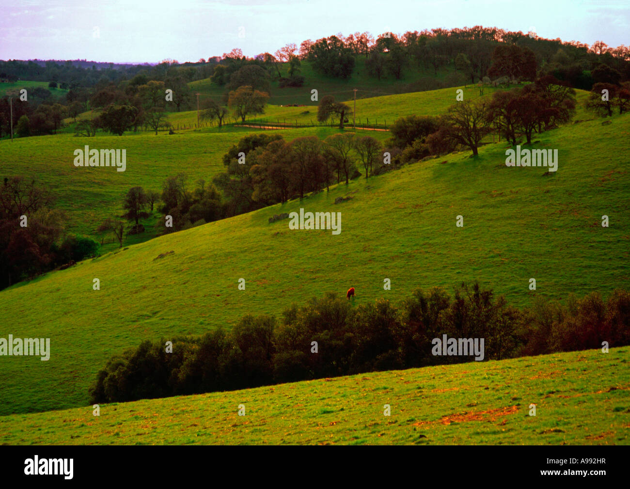 Sutter Creek in California USA showing ranch fields Stock Photo Alamy