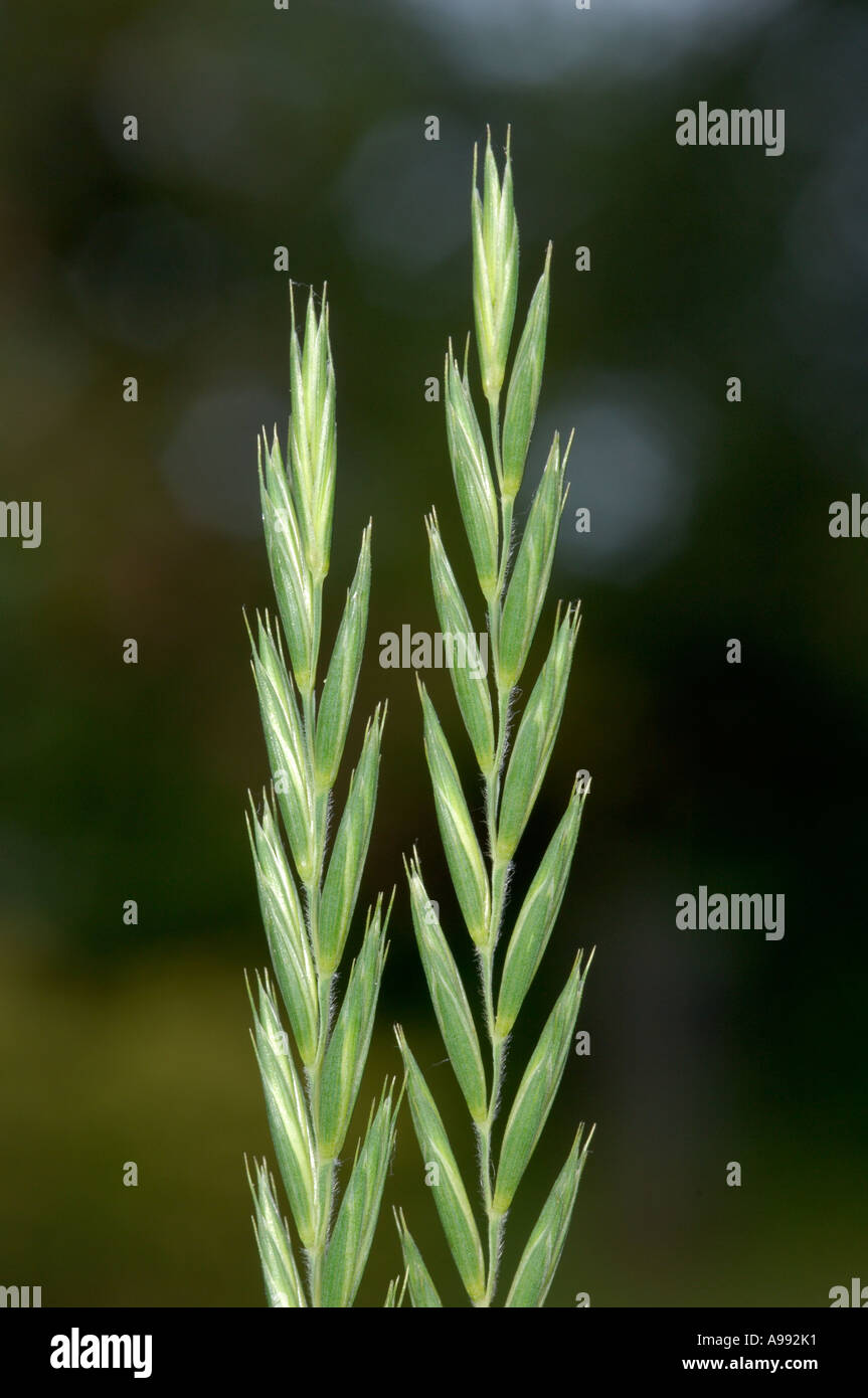 Common couch grass hires stock photography and images Alamy