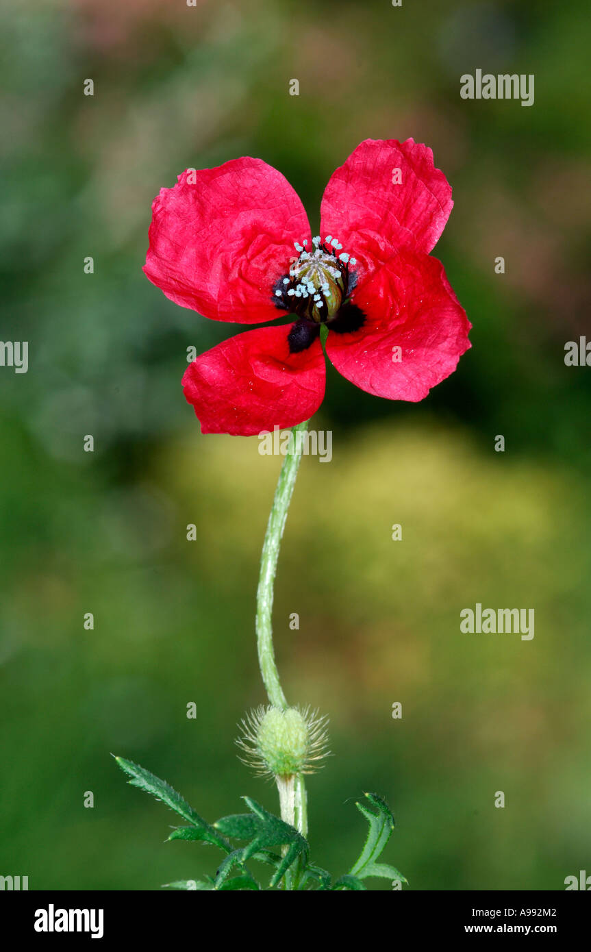 ROUGH POPPY Papaver hybridum Stock Photo