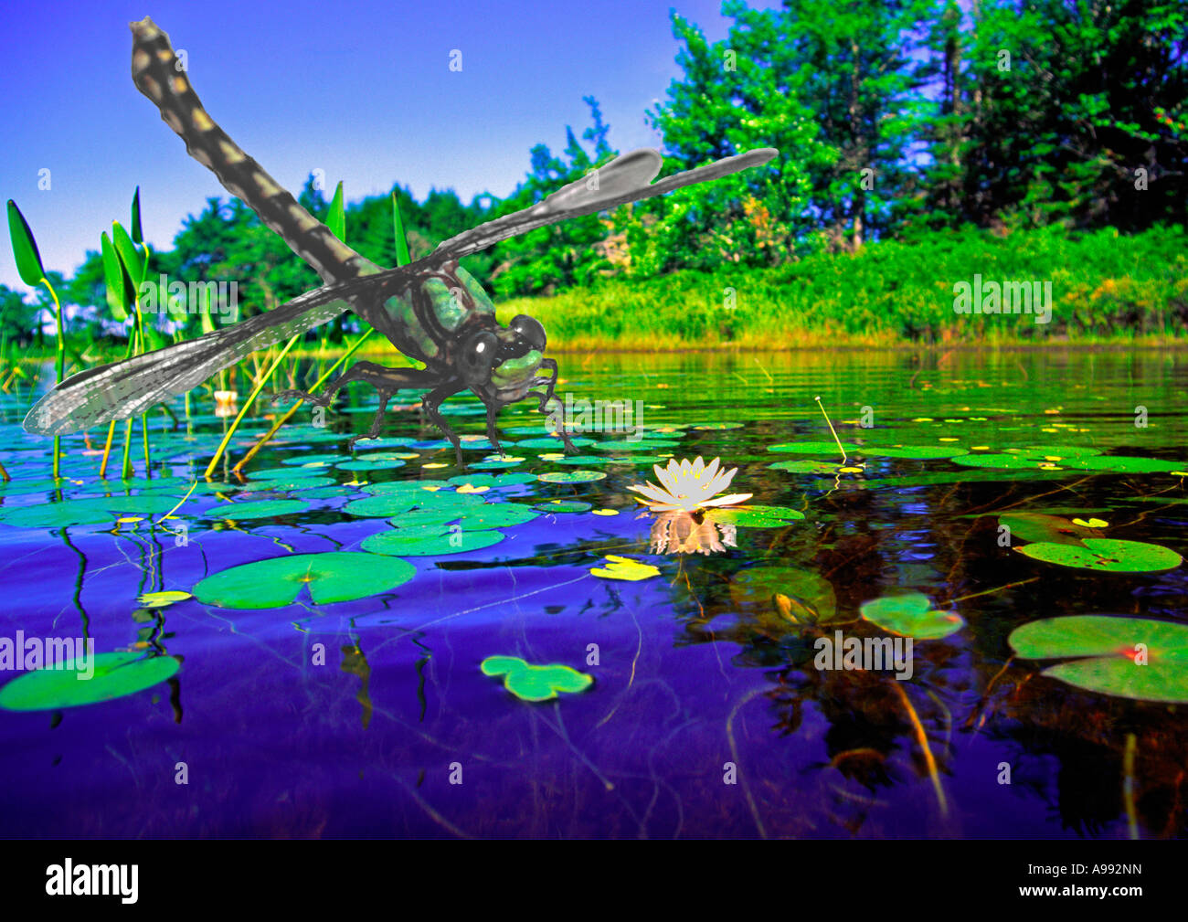 dragonfly over a pond showing lily pads and water Stock Photo