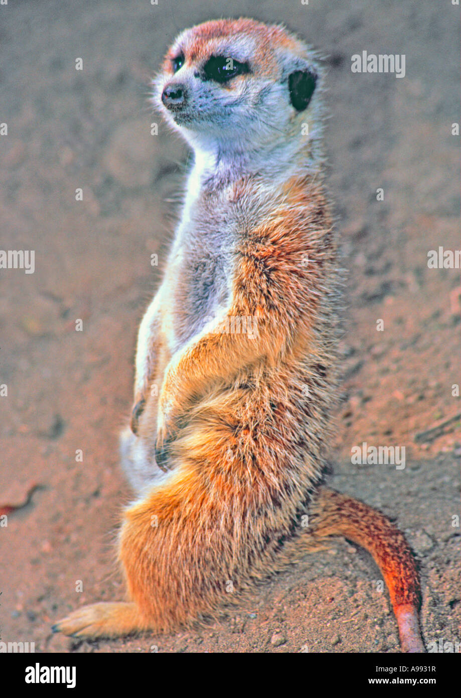 The meerkat or suricate, Suricata suricatta, is a small mammal belonging to the mongoose family Stock Photo