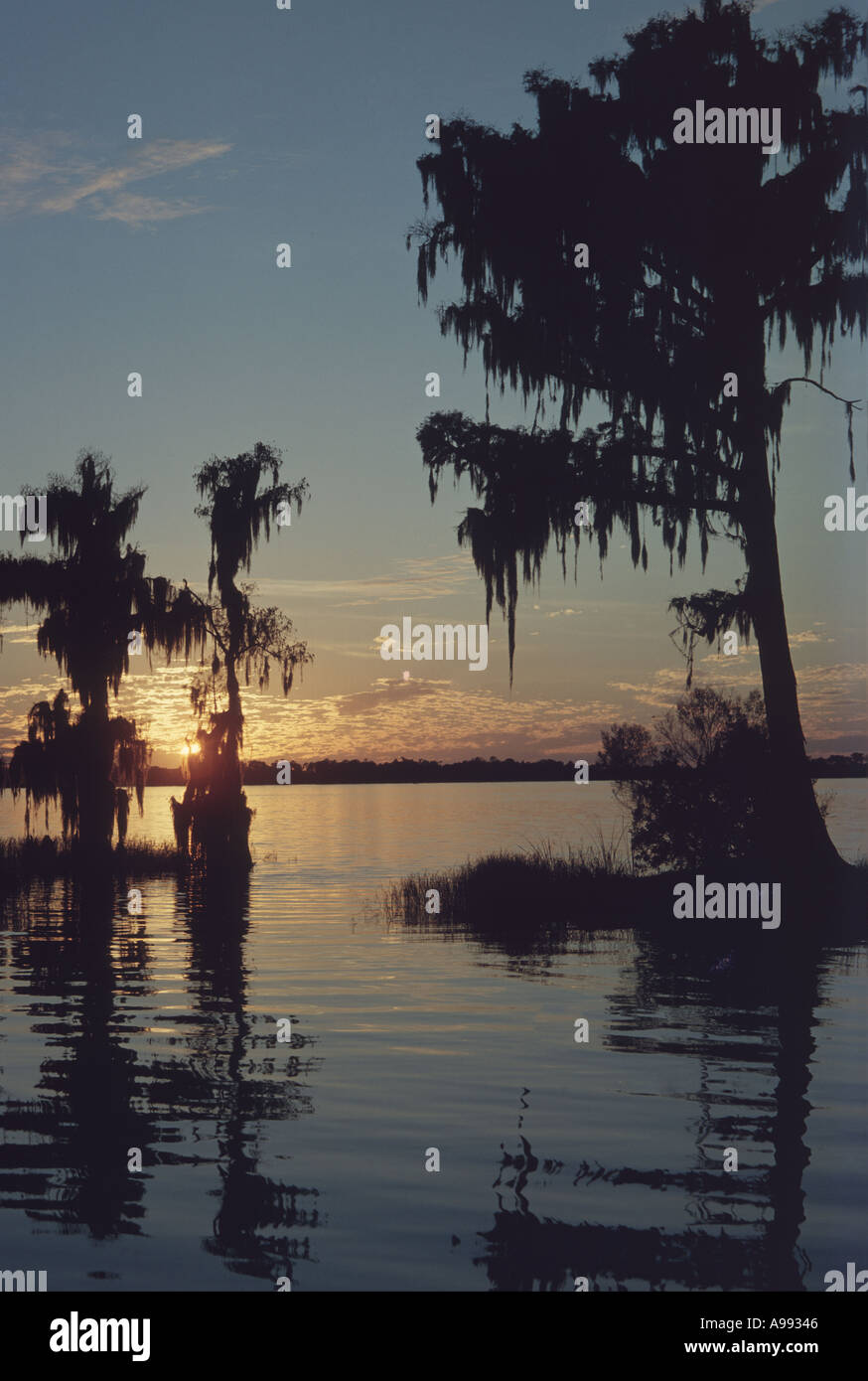 Cypress trees draped in spanish moss hi-res stock photography and ...