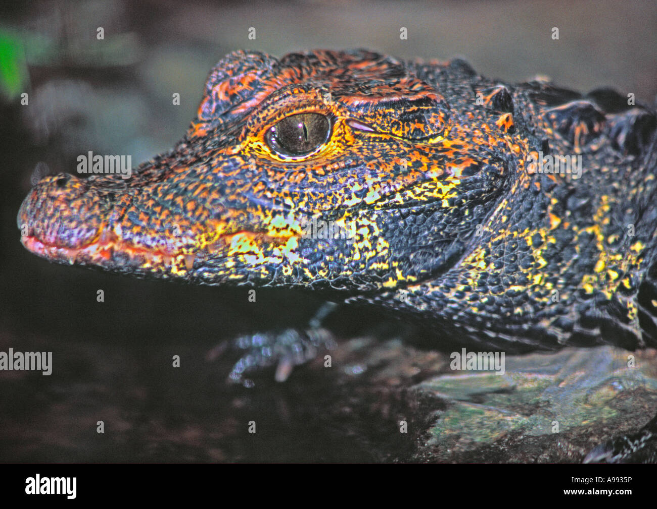 Dwarf caiman full size