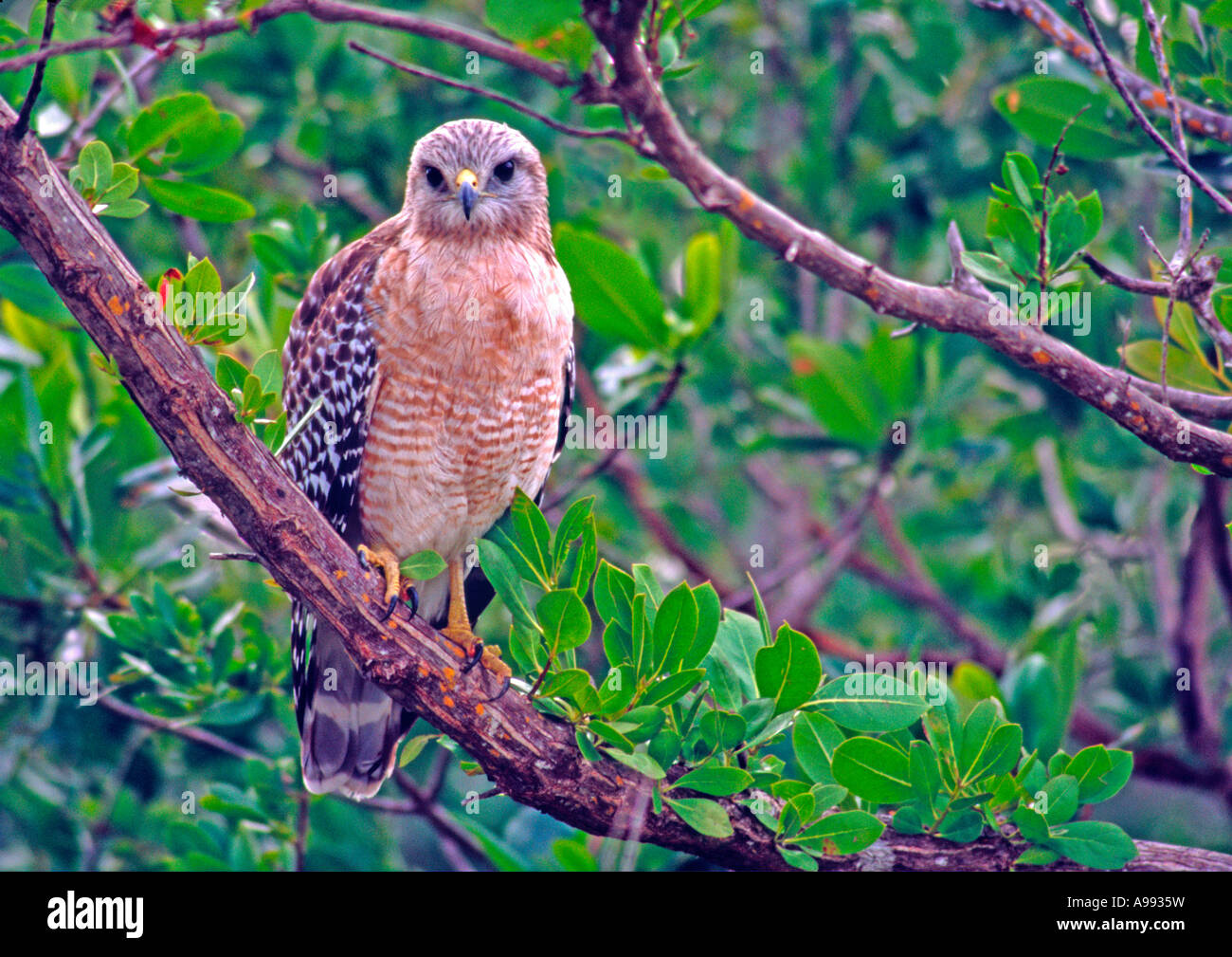red-shouldered hawk perched on a limb in Corkscrew Swamp Preserve in Florida USA Stock Photo