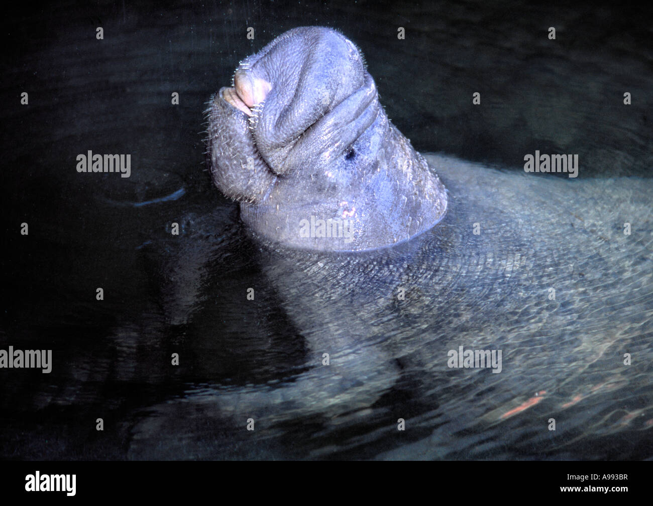 A Florida Manatee or West Indian Manatee with it's head above water