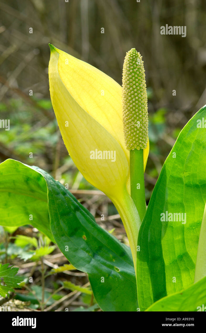 American Skunk Cabbage - Lysichiton americanus Stock Photo - Alamy