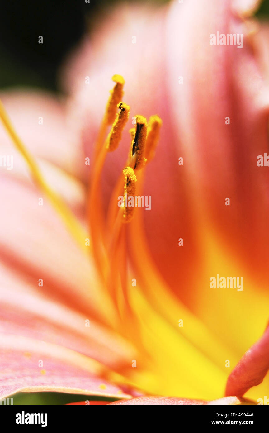Lily lilium auratum hi-res stock photography and images - Alamy