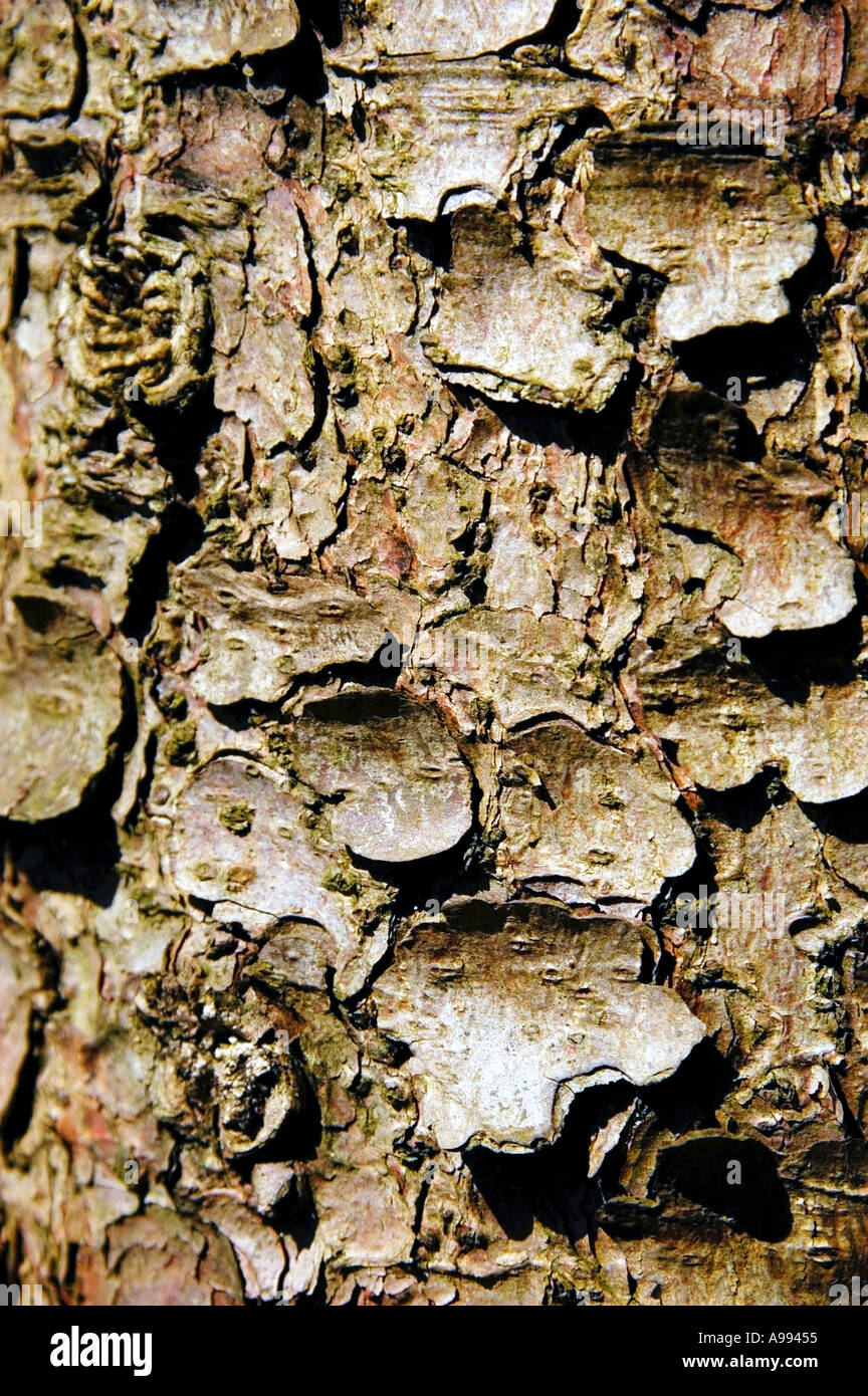 Detail of the bark of a tree Stock Photo