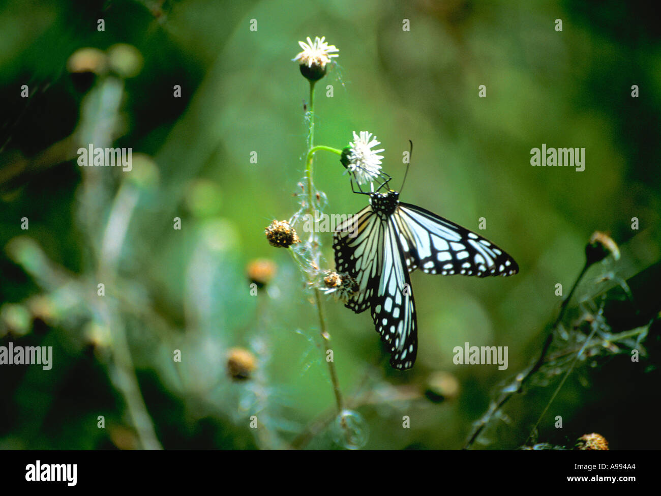 Nepali butterfly glassy tiger meadow Nepal Asia Stock Photo