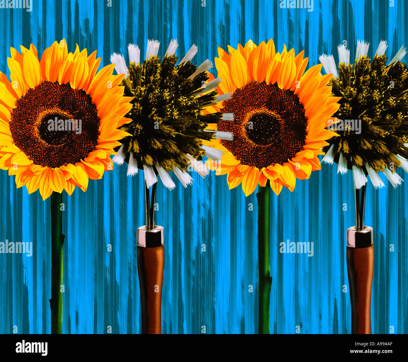 Computer generated image of two sunflowers and two kitchen scrub brushes against a green background Stock Photo