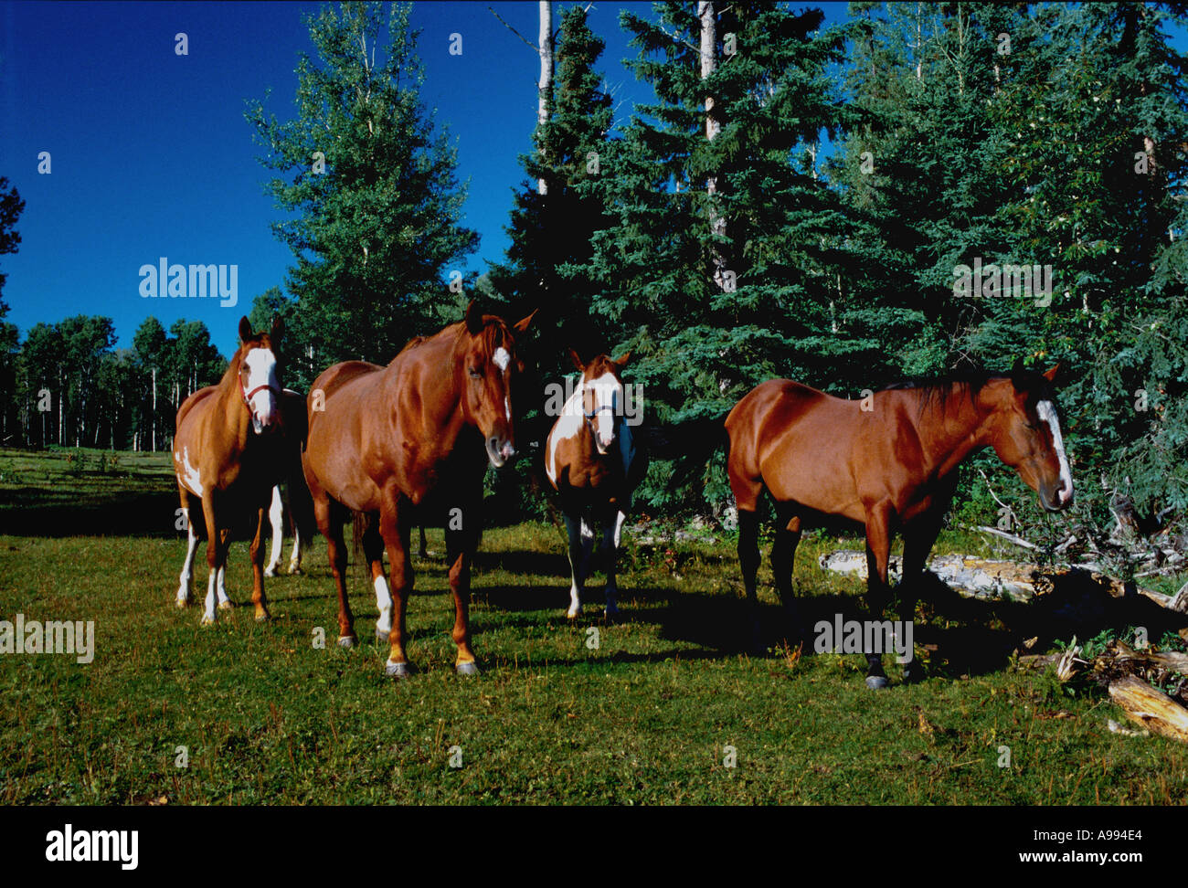 Paint Horses at Dawn Canada Stock Photo Alamy