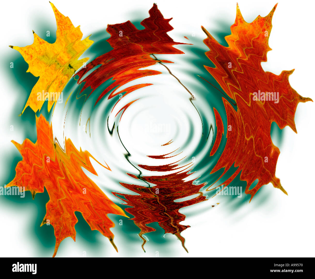 Images of colorful fall leaves appear distorted in the ripples of a ...