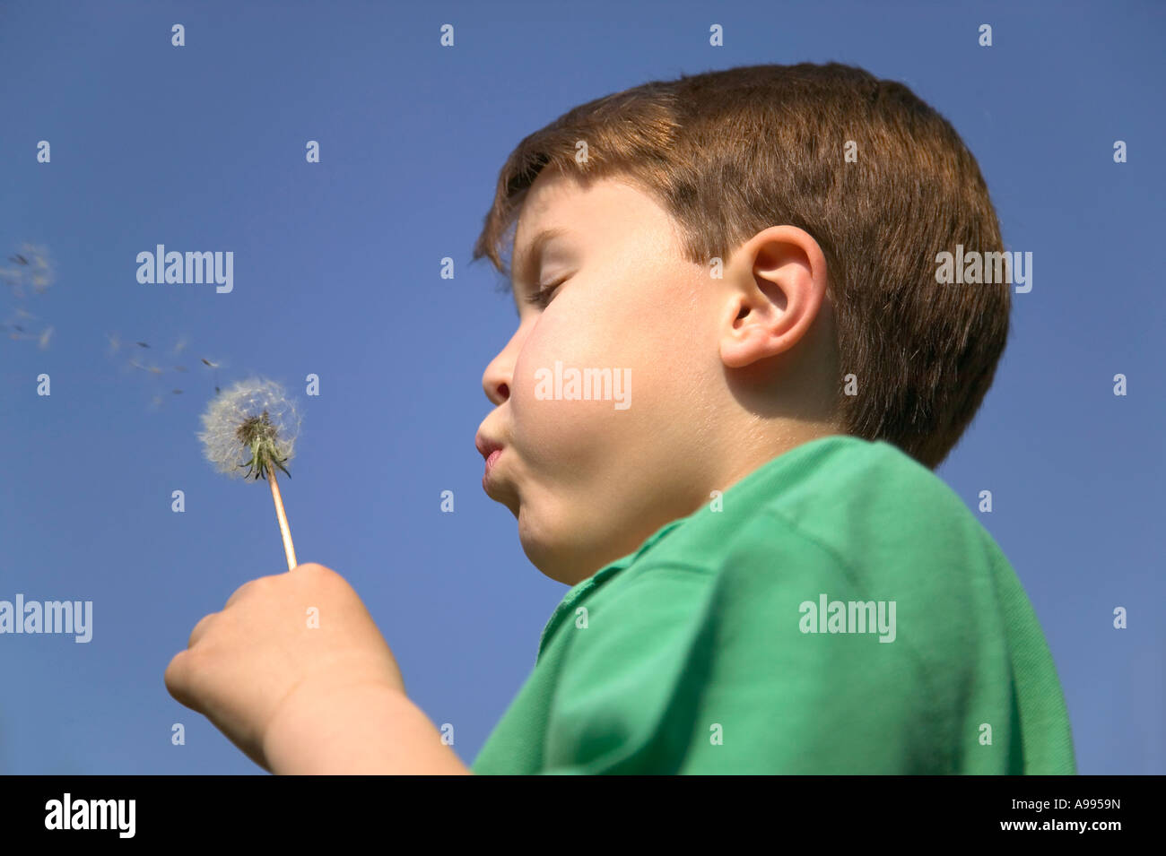 Young boy blowing the seeds from a dandelion Stock Photo