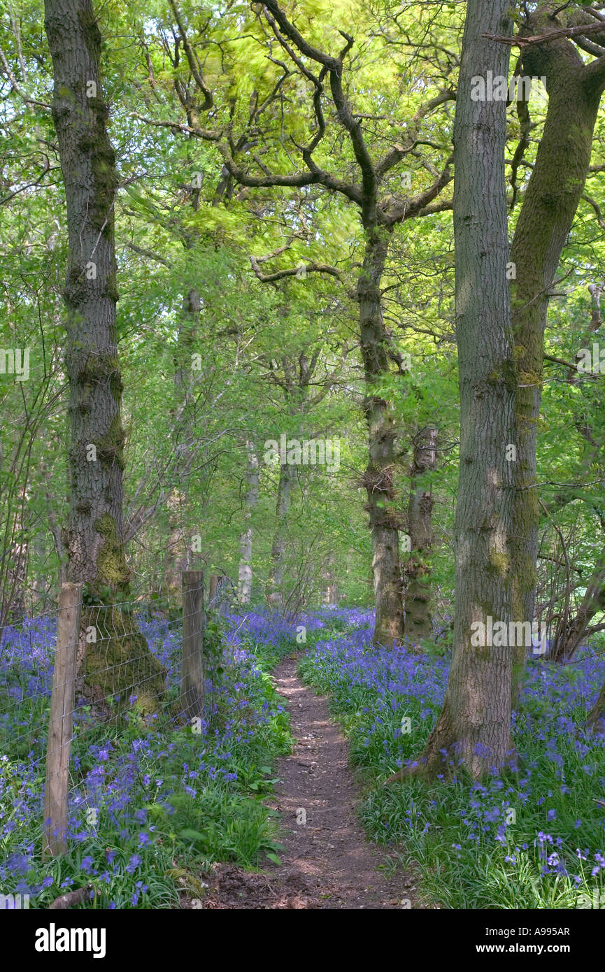 Woodland path edged by bluebells motion blur on the leaves of the trees Stock Photo