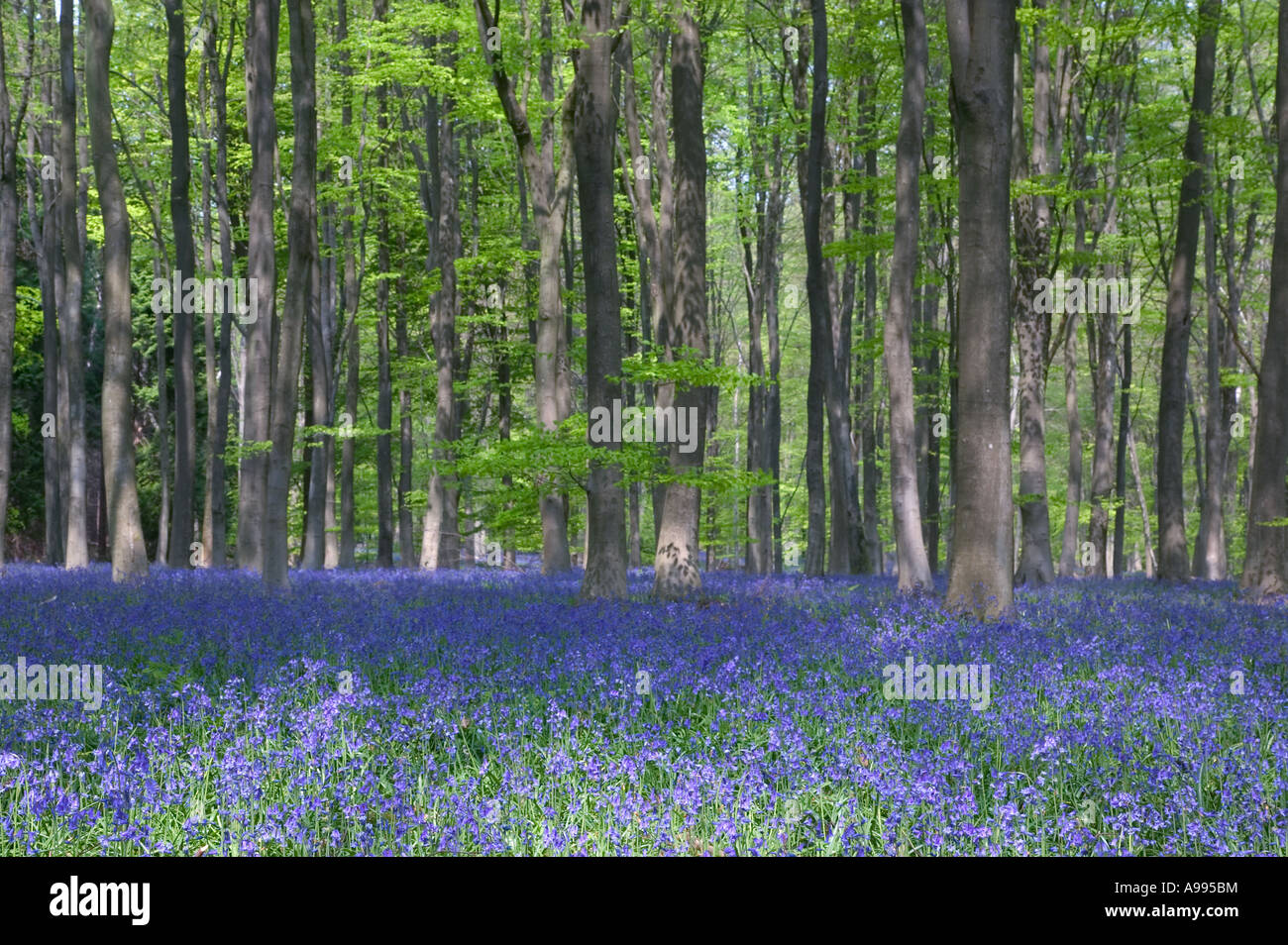 Bluebells and Beech trees in Micheldever Woods England Stock Photo