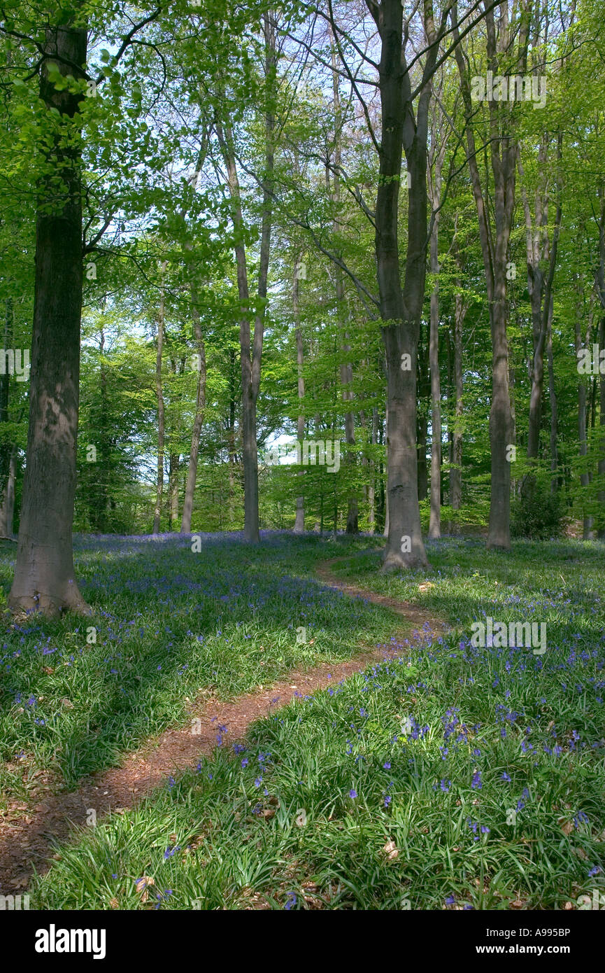 Path leading through Beech trees and bluebells Stock Photo