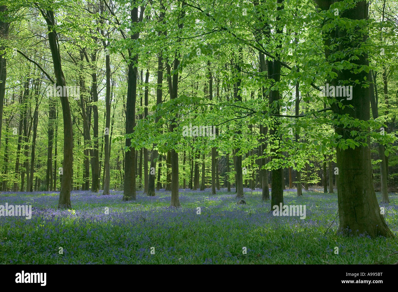 Beech trees and bluebells in Micheldever Woods England Stock Photo