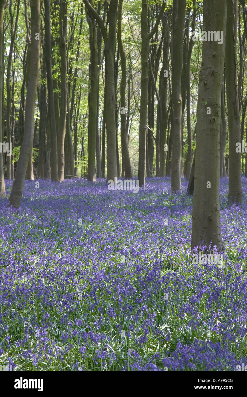 Bluebells and Beech trees in Itchen Woods Hampshire England Stock Photo
