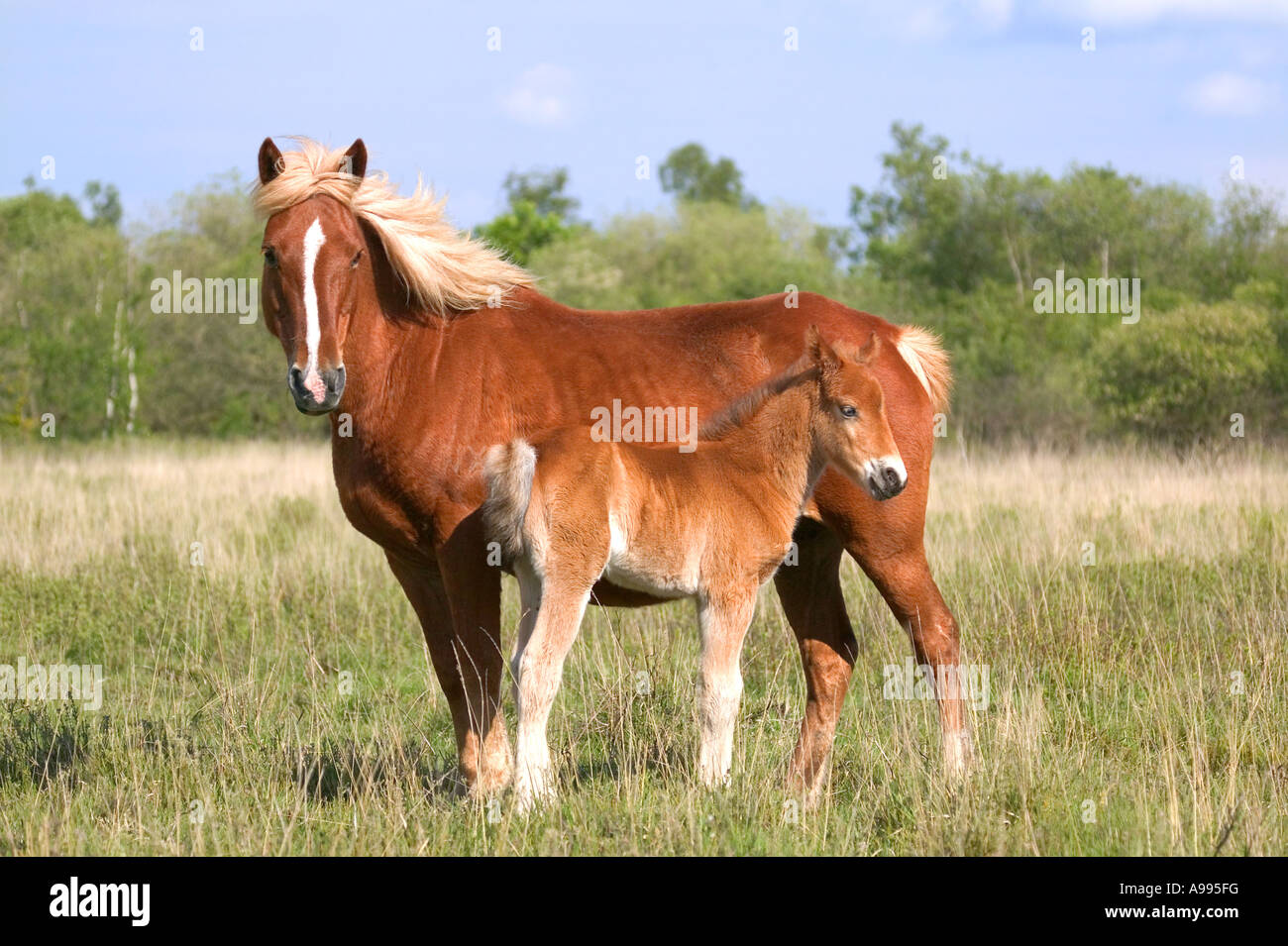 Profile of a wild mare and her colt taken in the New Forest, Hampshire, England. Stock Photo