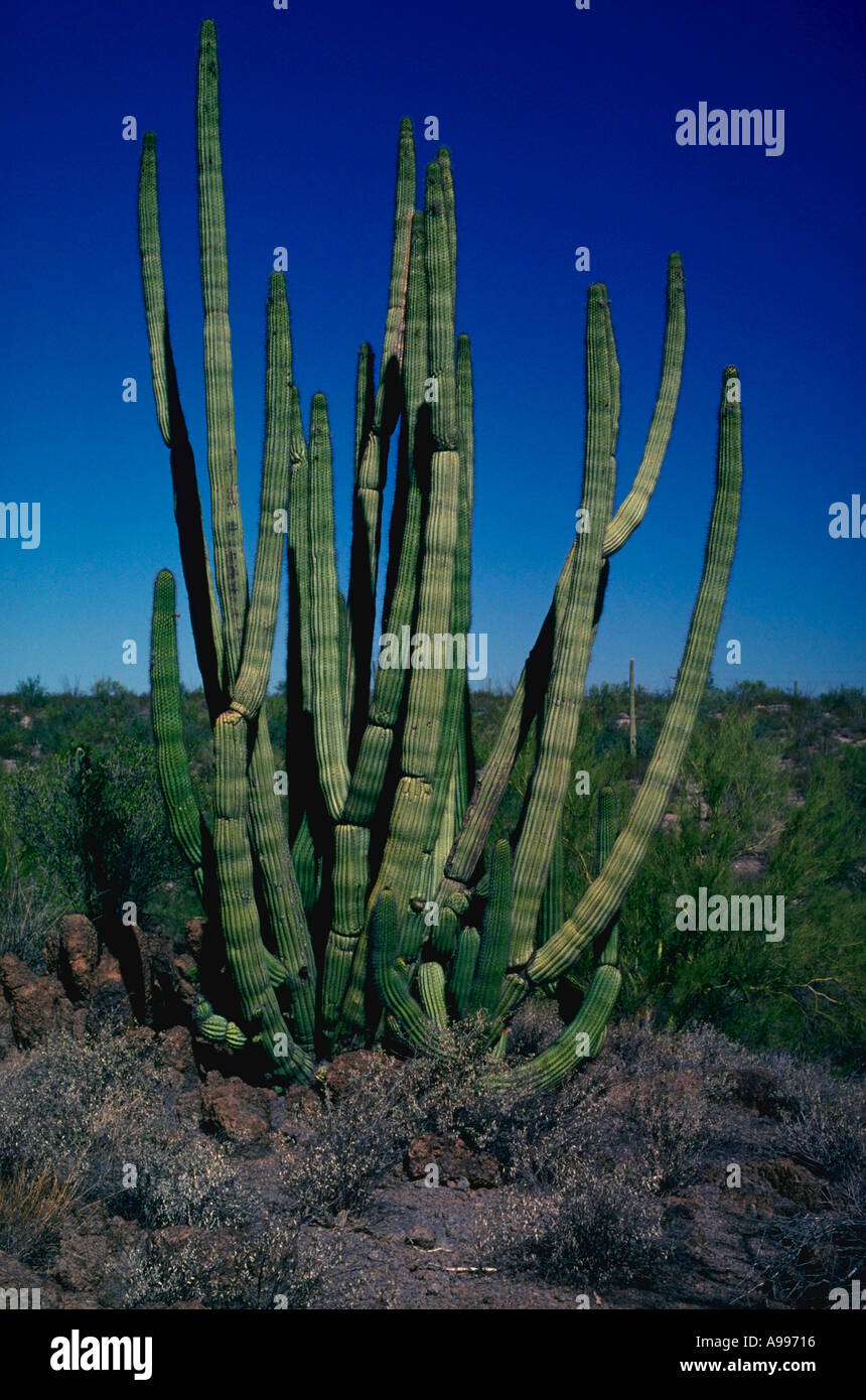 Organ Pipe Lemaireocereus thurberi cactus Organ Pipe National Monument AZ USA Stock Photo