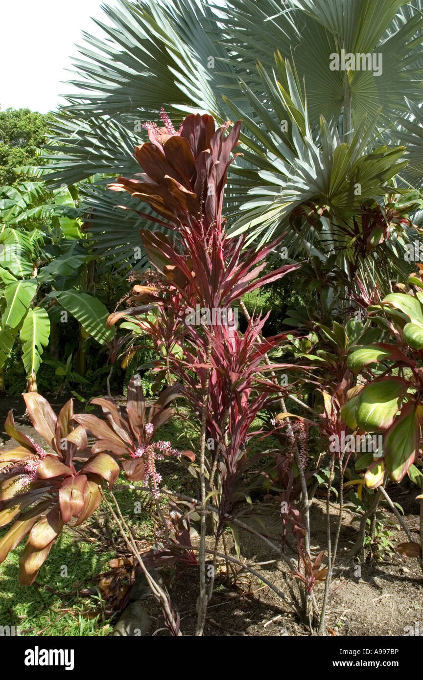 The Greenish Dark Red coloured Sword Shaped Leaves of the Cordyline Terminalis in Romney Manor Tropical Plantation Garden Stock Photo