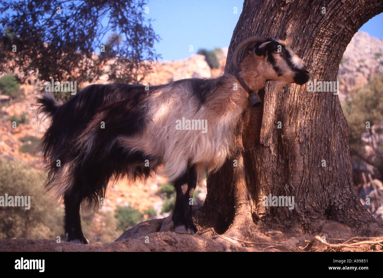 Greece Cretan mountain goat Stock Photo - Alamy