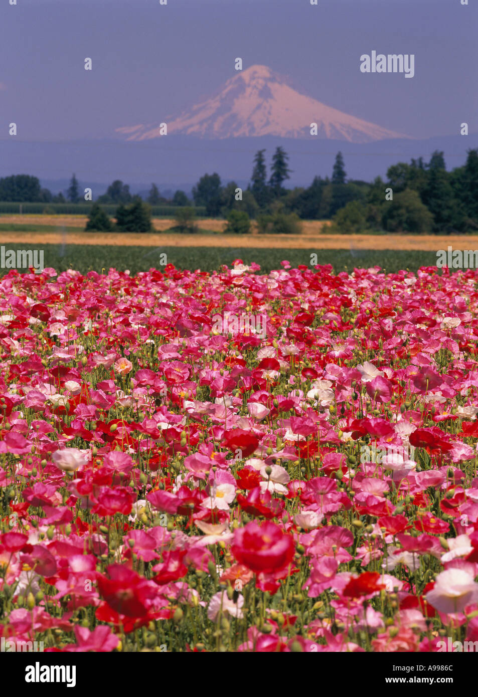 Poppy field in the Williamette Valley of Oregon with snow covered Mt Hood in the distance Stock Photo