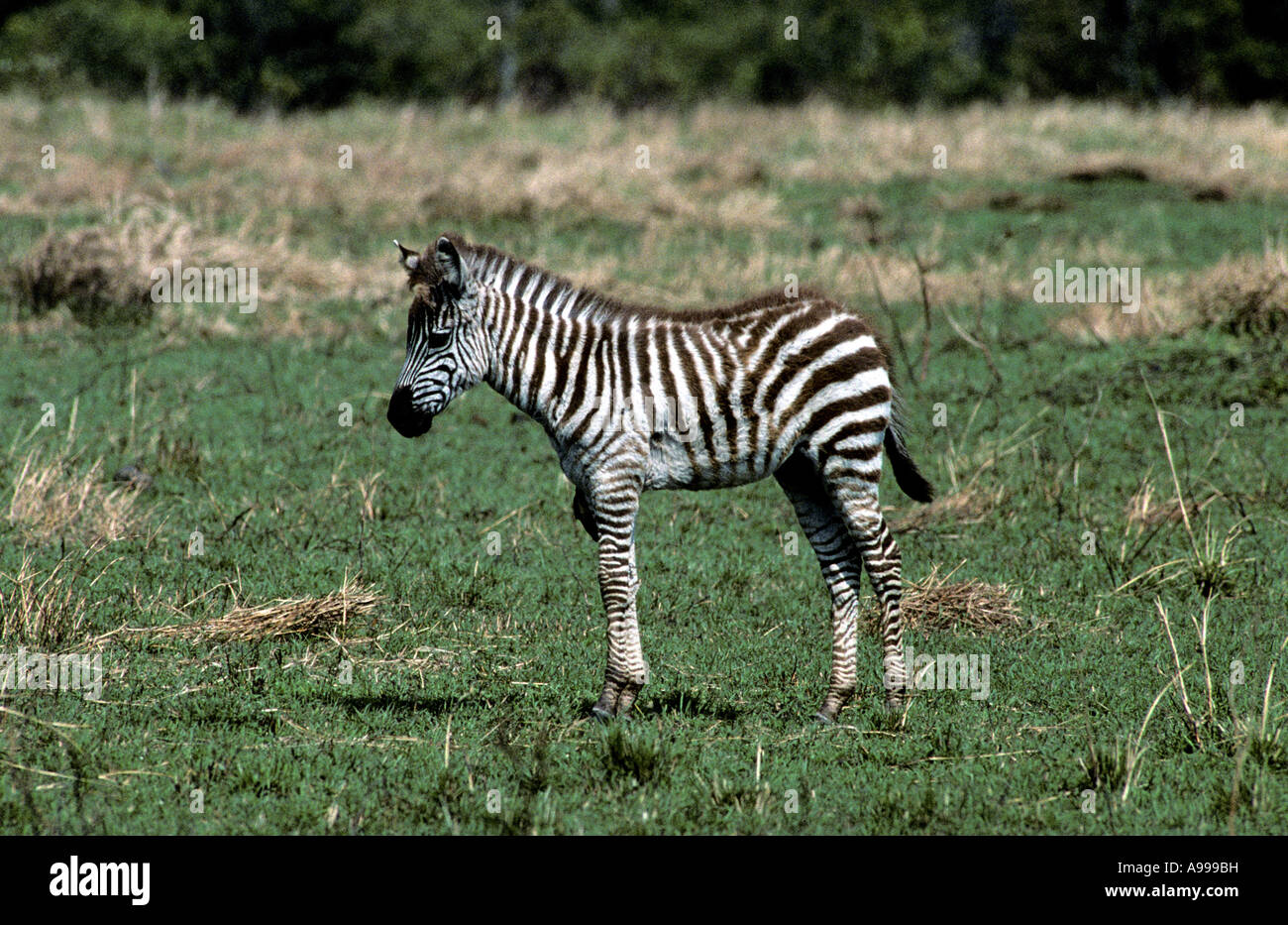 Plains zebra mare foal standing hires stock photography and images Alamy