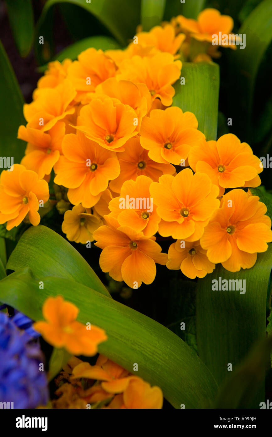 Beautiful Spring flower display Stock Photo