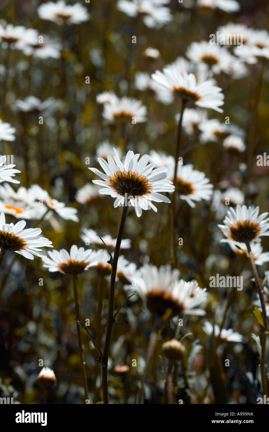 Backlit daisies rear view - English Summerr Stock Photo