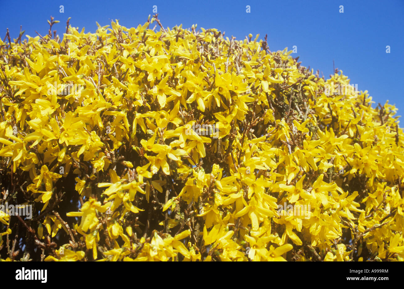 Rounded top of flowering shrub Forsythia intermedia Spectabilis with its mass of leafless yellow flowers under blue sky Stock Photo