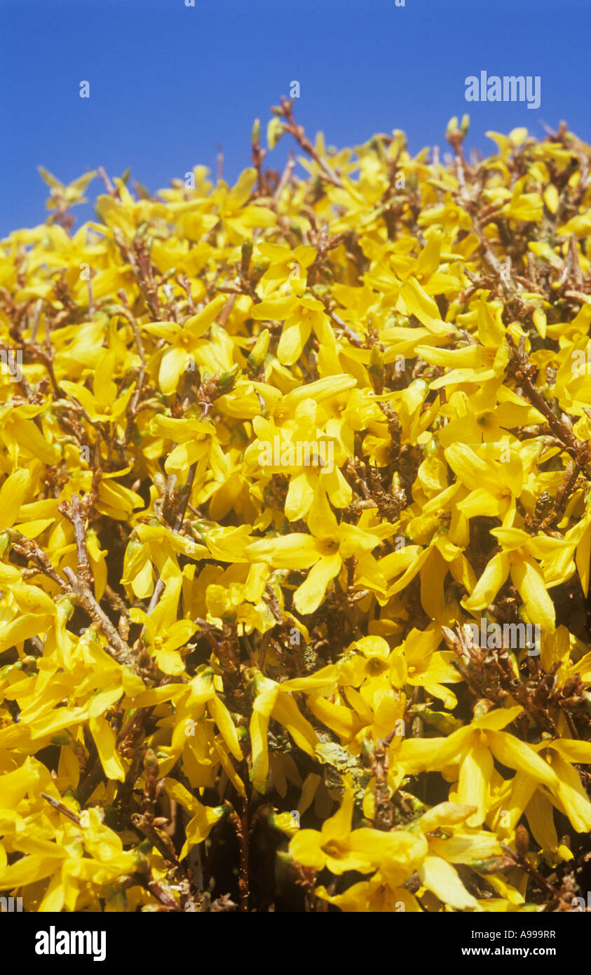 Rounded top of flowering shrub Forsythia intermedia Spectabilis shrub with its mass of leafless yellow flowers under blue sky Stock Photo