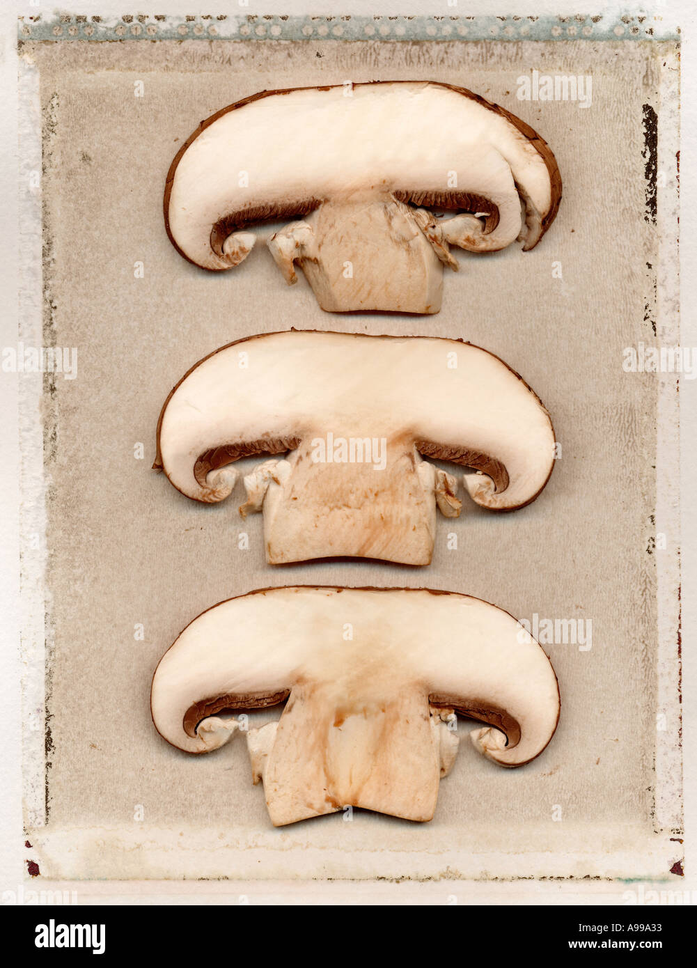 sliced mushrooms on a polaroid transfer Stock Photo