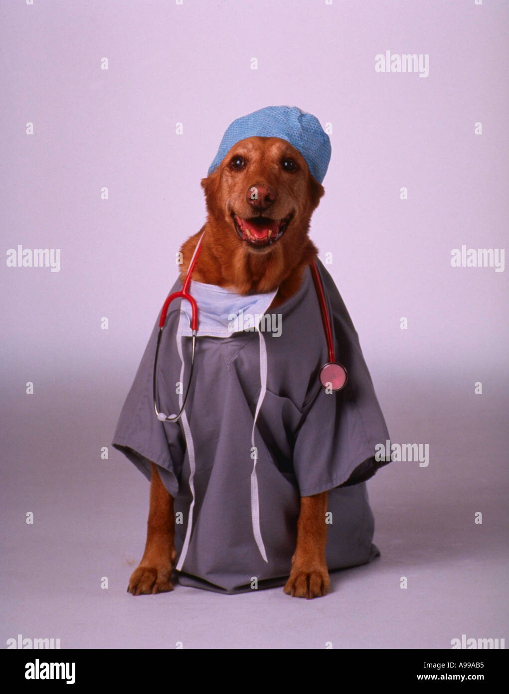 Dog wearing surgical scrubs and stethescope signifying healthcare going