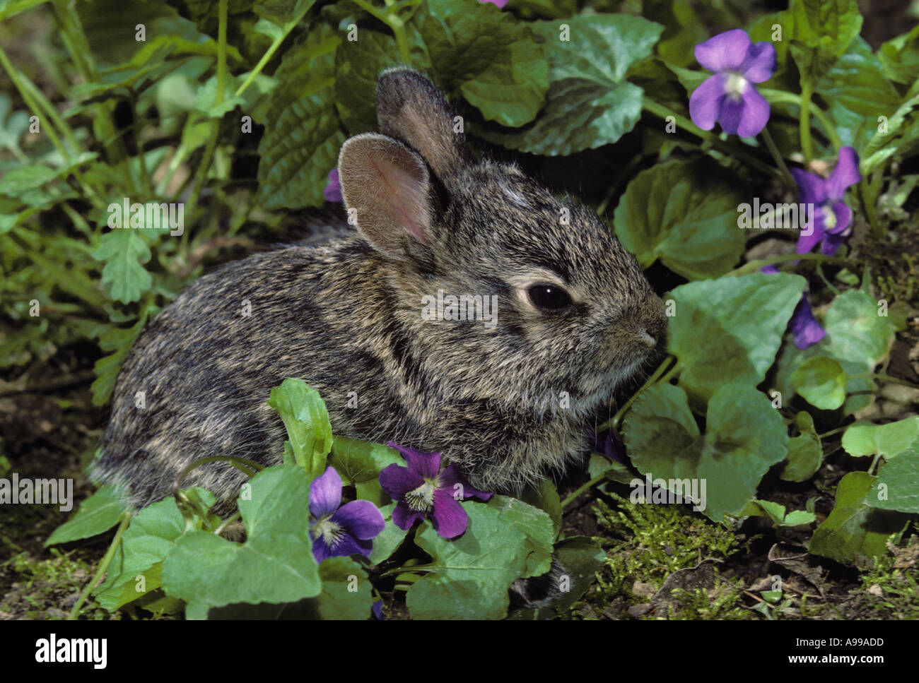 Violets leaves hires stock photography and images Alamy
