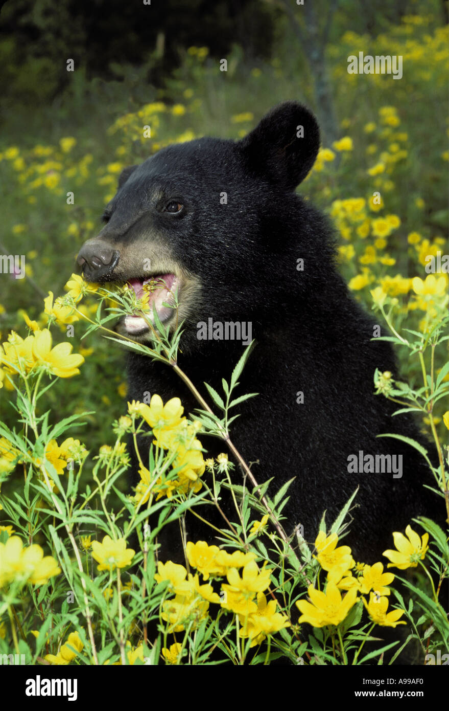 American Black Bear (Ursus americanus) eating flower in field of Bidens found in north Eastern and Western states Stock Photo