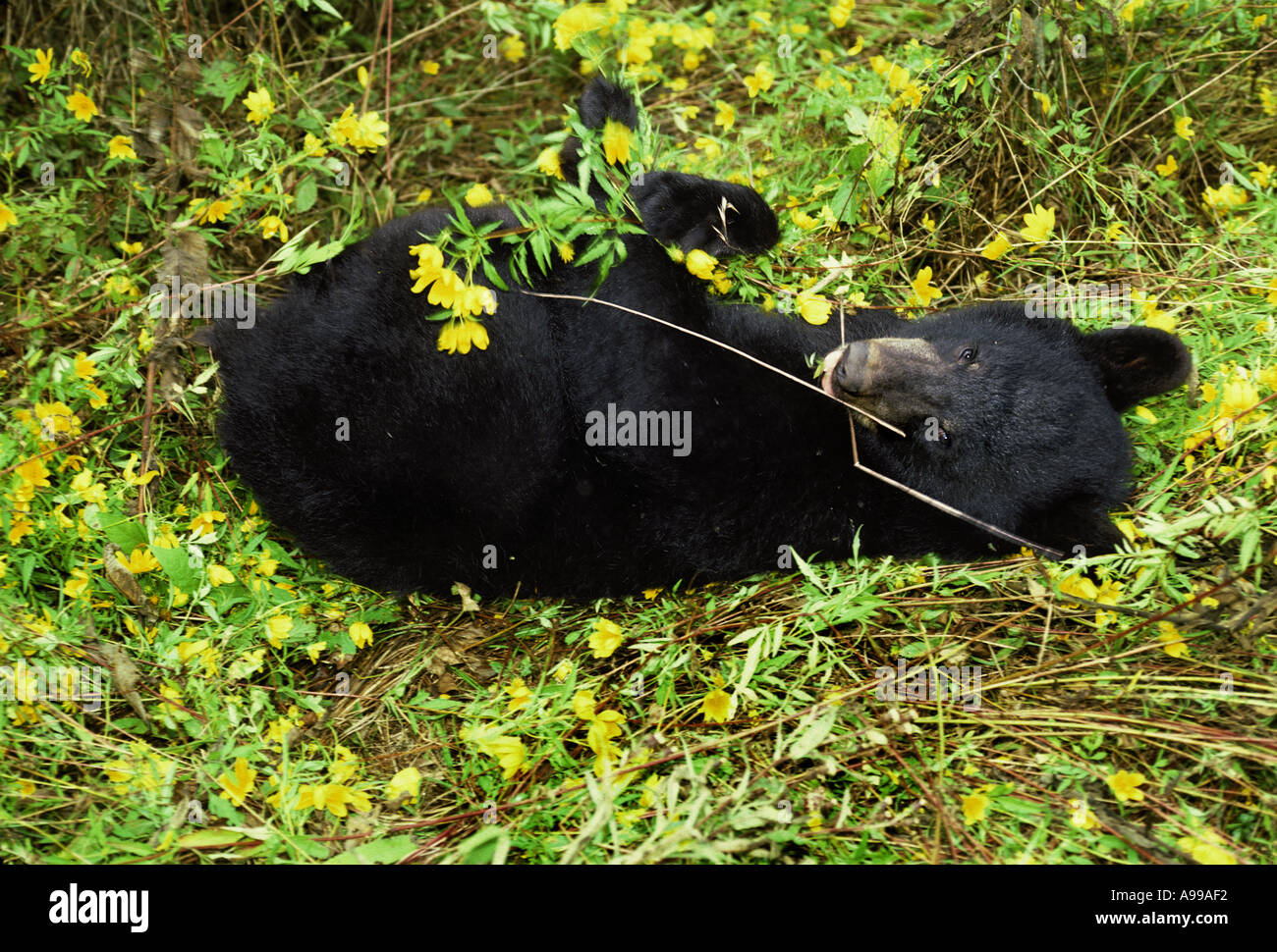 American Black Bear (Ursus americanus) lying on back in field of Bidens, USA Stock Photo