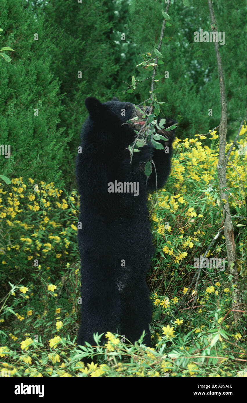 American Black Bear (Ursus americanus) standing to eat tree leaves in field of Bidens, USA Stock Photo