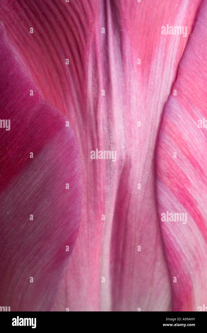 Purple tulip flowers close up detail Stock Photo - Alamy