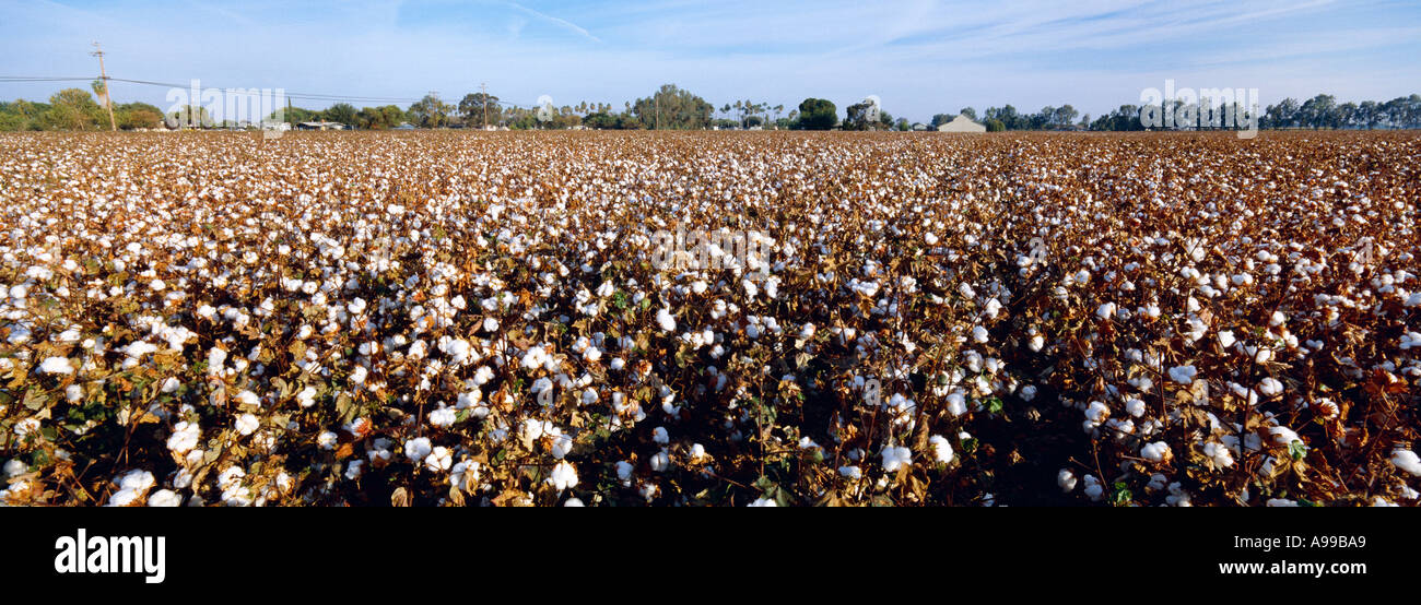 Agriculture Field of mature, recently defoliated cotton, ready for