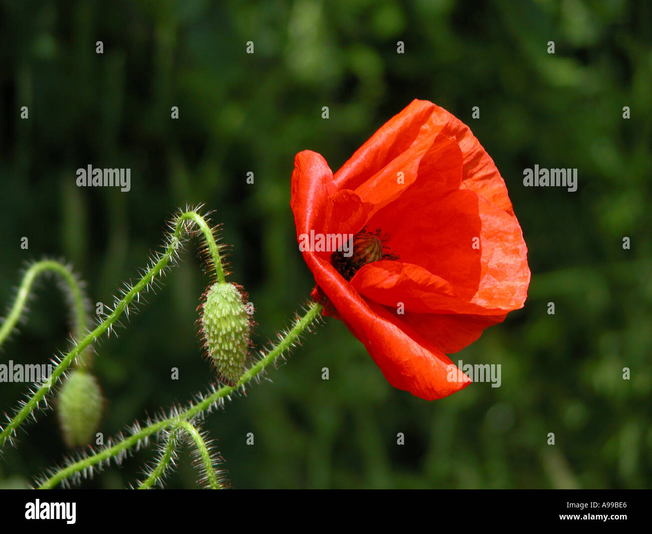 Poppy flower hi-res stock photography and images - Alamy